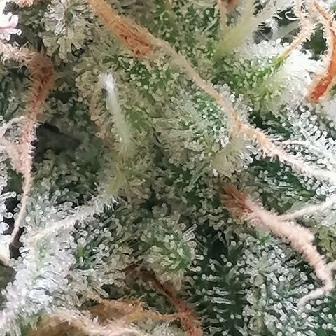 SmileySeeds Cosmic Cookies #1 - 4 growlog photo: 💚