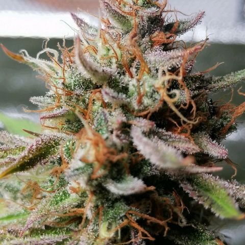 SmileySeeds Strawberry Banana #1 - 4 growlog timeline photo