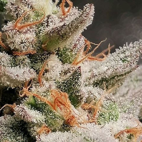 SmileySeeds Cosmic Cookies #1 - 4 growlog photo: 💚