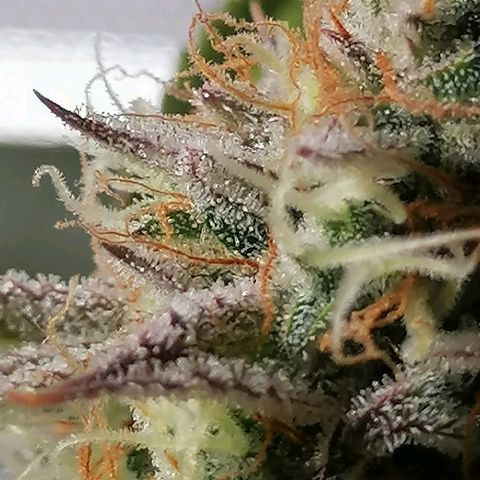 SmileySeeds Strawberry Banana #1 - 4 growlog timeline photo