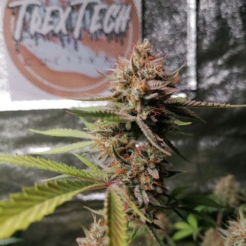 SmileySeeds Strawberry Banana #1 - 4 growlog timeline photo
