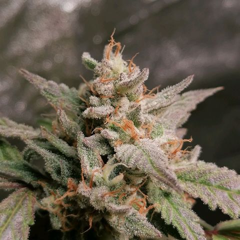 SmileySeeds Cosmic Cookies #1 - 4 growlog photo: 💚