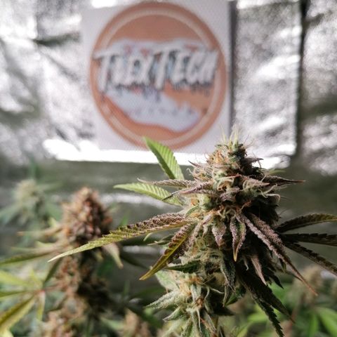 SmileySeeds Strawberry Banana #1 - 4 growlog timeline photo