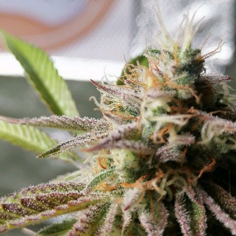 SmileySeeds Strawberry Banana #1 - 4 growlog timeline photo