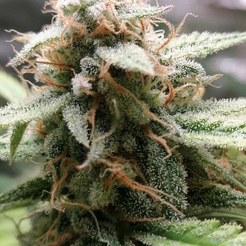 SmileySeeds Cosmic Cookies #1 - 4 growlog photo: 💚