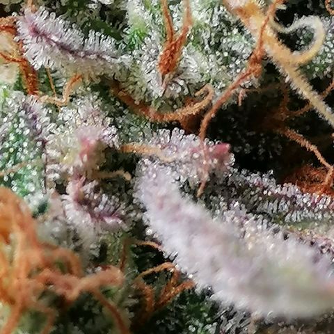 SmileySeeds Strawberry Banana #1 - 4 growlog timeline photo