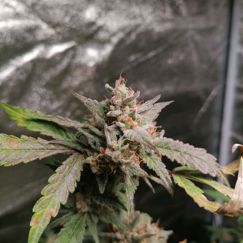 SmileySeeds Cosmic Cookies #1 - 4 growlog photo: 💚