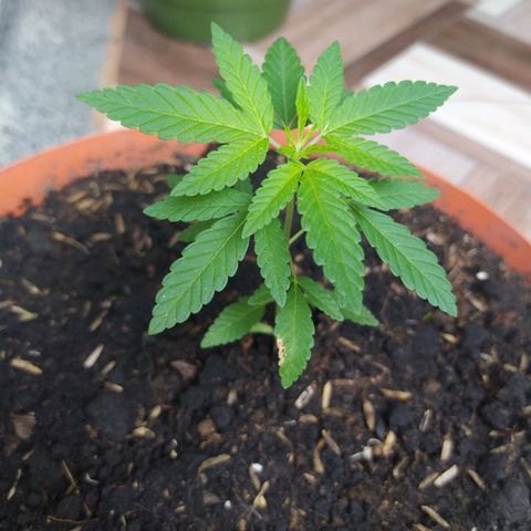 Calima Breeders Seed growlog photo: Así se ve en su nueva matera.