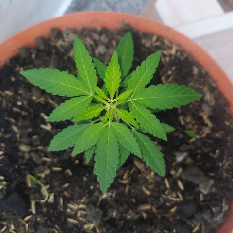 Calima Breeders Seed growlog photo: Sigue su proceso de crecimiento en vegetativo lento pero seguro...