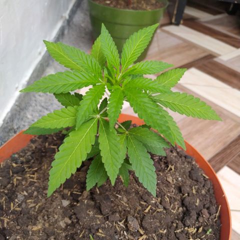 Calima Breeders Seed growlog photo: Sigue creciendo en su etapa vegetativa.
