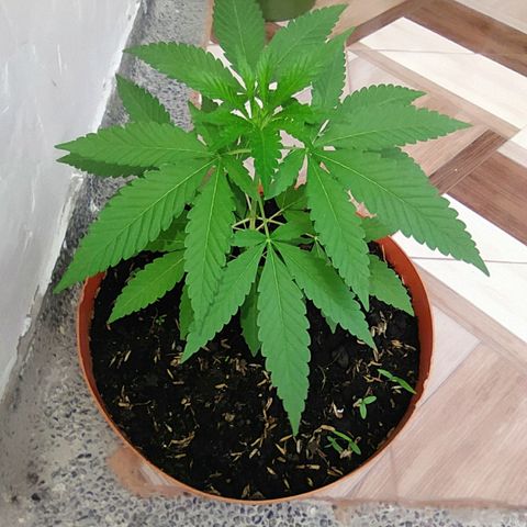 Calima Breeders Seed growlog timeline photo