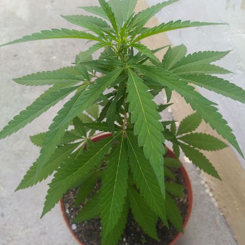 Calima Breeders Seed growlog photo: Inicia su etapa de floración, no le realize poda como experimento y experiencia personal como primera planta, 1 o 2 meses y ya tendremos su cosecha para inicar el proceso de curado.