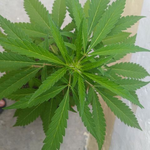 Calima Breeders Seed growlog photo: 🍀