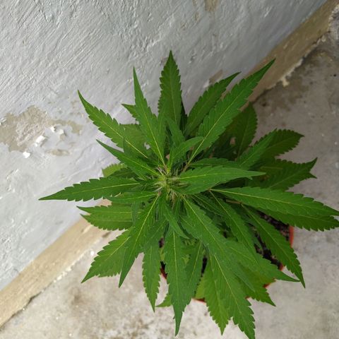 Calima Breeders Seed growlog photo: Se empiezan a formar sus tricomas, y empiezan a relucir preciosas flores con cogollos cargados de recina.