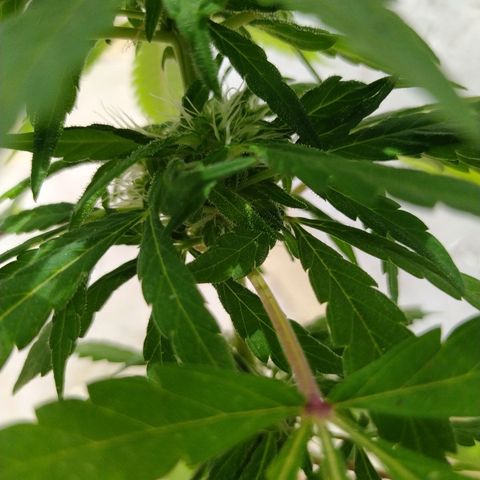 Calima Breeders Seed growlog photo: Se empiezan a formar sus tricomas, y empiezan a relucir preciosas flores con cogollos cargados de recina.