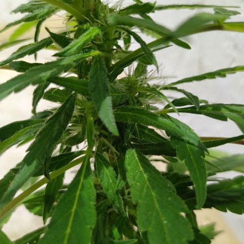 Calima Breeders Seed growlog photo: Se empiezan a formar sus tricomas, y empiezan a relucir preciosas flores con cogollos cargados de recina.