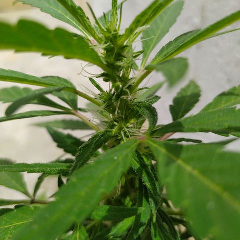 Calima Breeders Seed growlog photo: Se empiezan a formar sus tricomas, y empiezan a relucir preciosas flores con cogollos cargados de recina.