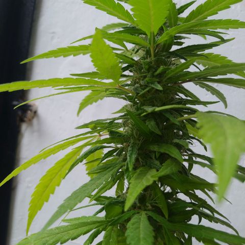 Calima Breeders Seed growlog photo: Se encuentra a un par de semanas de cosecha, se retraso por cuestiones de clima y luz, también por inicio de lluvia hay precensia de hormigas, araña y otros micro insectos, la fumigue con ajo, para así continuar con su sano crecimiento.
