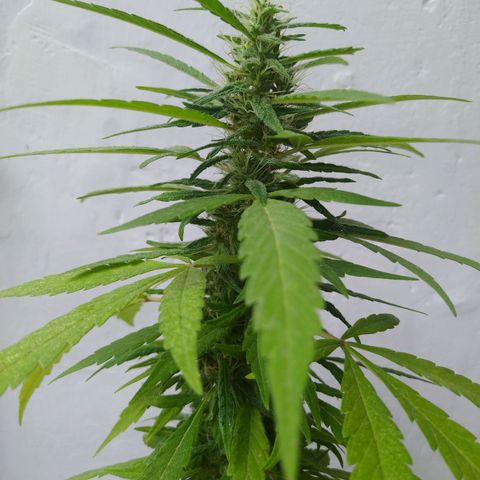Calima Breeders Seed growlog photo: Se encuentra a un par de semanas de cosecha, se retraso por cuestiones de clima y luz, también por inicio de lluvia hay precensia de hormigas, araña y otros micro insectos, la fumigue con ajo, para así continuar con su sano crecimiento.