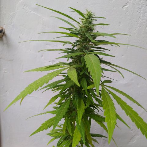 Calima Breeders Seed growlog photo: Se encuentra a un par de semanas de cosecha, se retraso por cuestiones de clima y luz, también por inicio de lluvia hay precensia de hormigas, araña y otros micro insectos, la fumigue con ajo, para así continuar con su sano crecimiento.