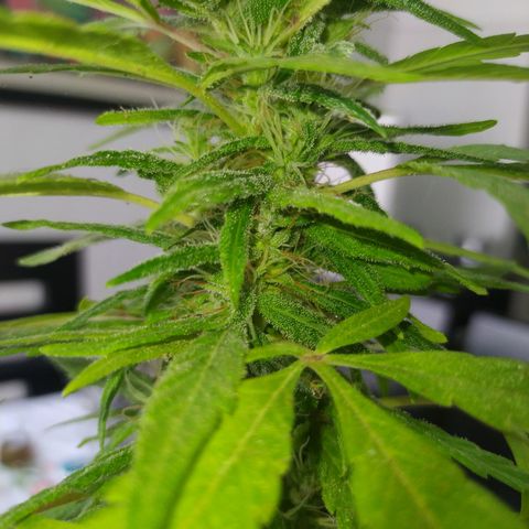 Calima Breeders Seed growlog photo: Se encuentra a un par de semanas de cosecha, se retraso por cuestiones de clima y luz, también por inicio de lluvia hay precensia de hormigas, araña y otros micro insectos, la fumigue con ajo, para así continuar con su sano crecimiento.