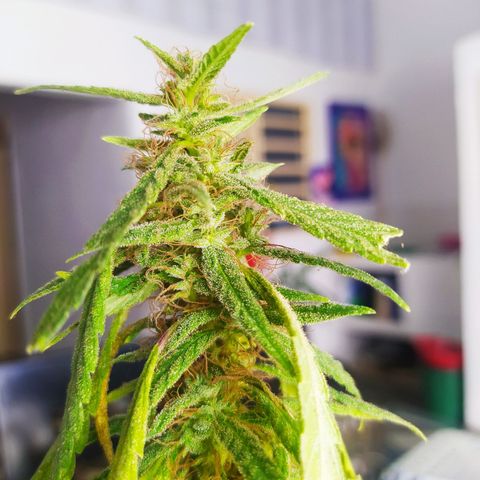 Calima Breeders Seed growlog photo: Ya estamos a solo unos días de la cosecha, unas preciosas flores llenas de recina, unos pistilos color marrón, sus tricomas lechosos algunos iniciando ámbar, se viene la cosecha...