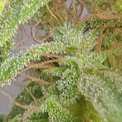 Calima Breeders Seed growlog photo: Ya estamos a solo unos días de la cosecha, unas preciosas flores llenas de recina, unos pistilos color marrón, sus tricomas lechosos algunos iniciando ámbar, se viene la cosecha...