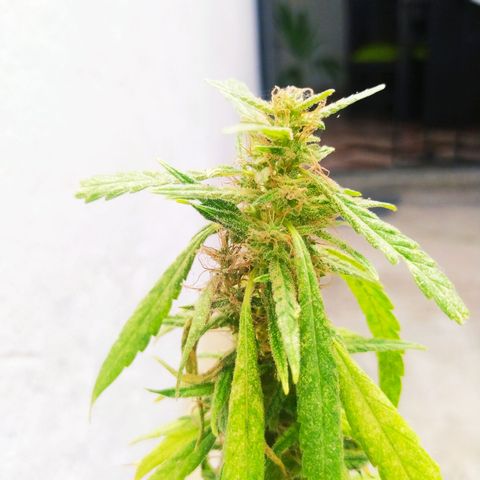 Calima Breeders Seed growlog photo: Ya estamos a solo unos días de la cosecha, unas preciosas flores llenas de recina, unos pistilos color marrón, sus tricomas lechosos algunos iniciando ámbar, se viene la cosecha...