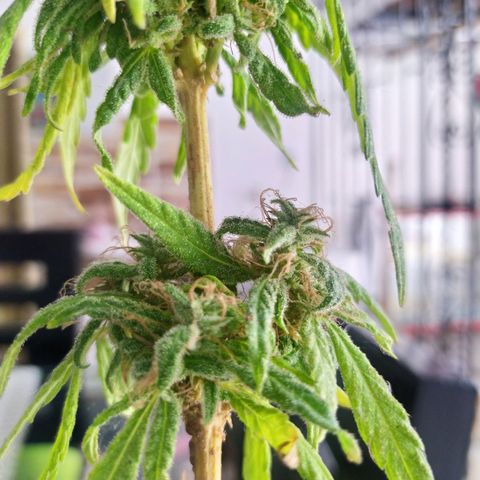 Calima Breeders Seed growlog photo: Ya estamos a solo unos días de la cosecha, unas preciosas flores llenas de recina, unos pistilos color marrón, sus tricomas lechosos algunos iniciando ámbar, se viene la cosecha...