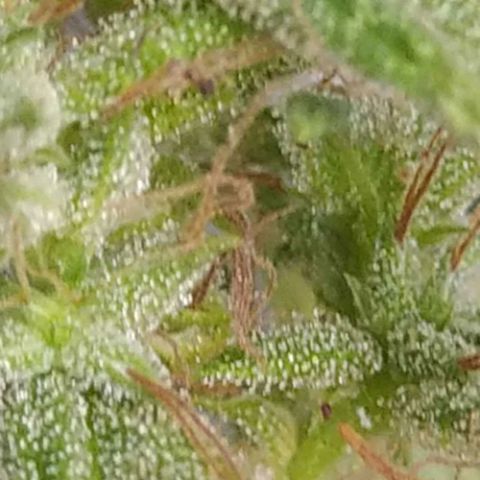 Calima Breeders Seed growlog photo: Ya estamos a solo unos días de la cosecha, unas preciosas flores llenas de recina, unos pistilos color marrón, sus tricomas lechosos algunos iniciando ámbar, se viene la cosecha...