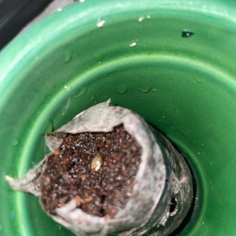 #2 growlog photo: Ouverture de la graine