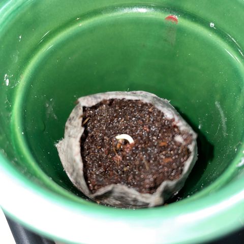 #2 growlog photo: 17H30