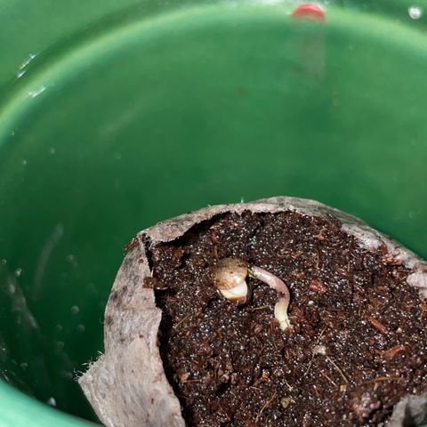 #2 growlog timeline photo