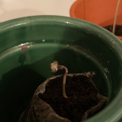 #2 growlog timeline photo