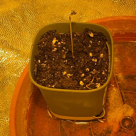 #2 growlog timeline photo