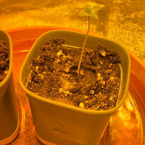 #2 growlog timeline photo