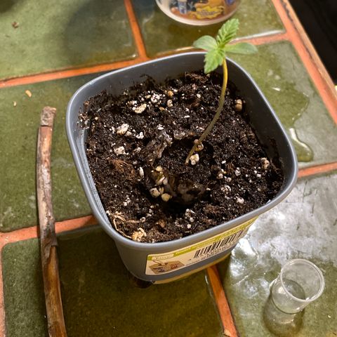 #2 growlog timeline photo