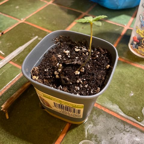#2 growlog timeline photo