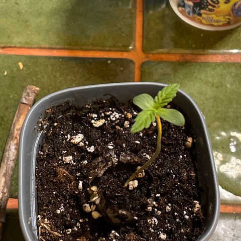 #2 growlog timeline photo
