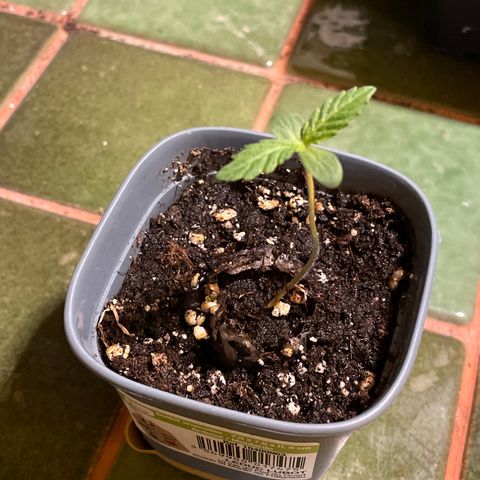 #2 growlog timeline photo