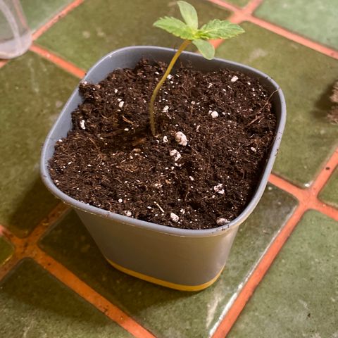 #2 growlog photo: Rajout de terre