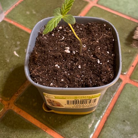 #2 growlog timeline photo