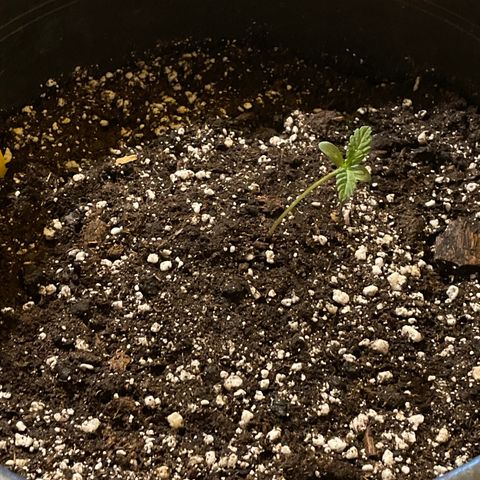 #2 growlog timeline photo