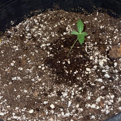 #2 growlog timeline photo