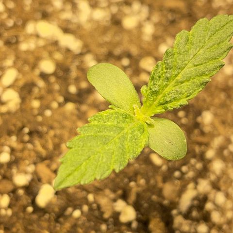 #2 growlog timeline photo