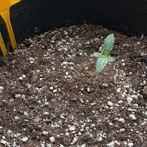 #2 growlog timeline photo
