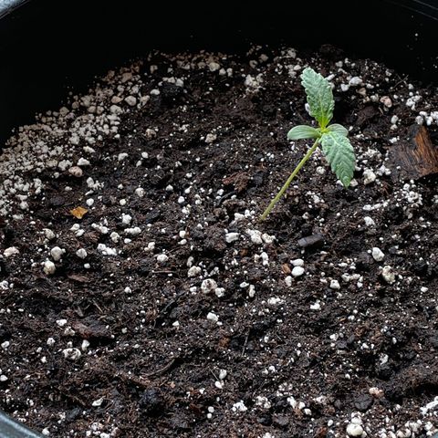 #2 growlog timeline photo