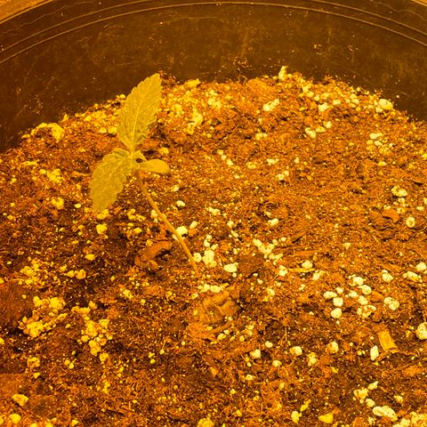 #2 growlog timeline photo