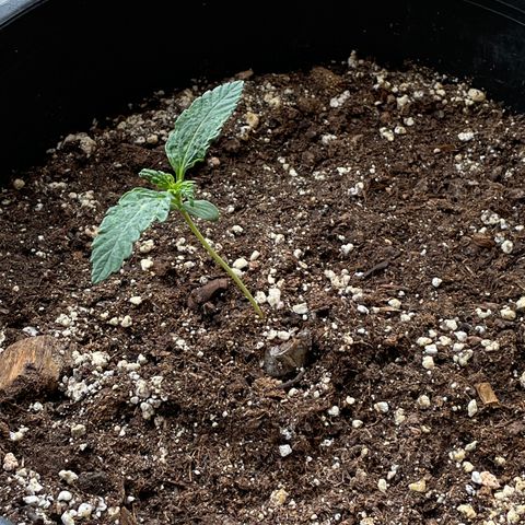 #2 growlog timeline photo