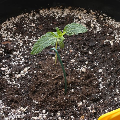 #2 growlog timeline photo